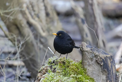 Bird perching on a tree