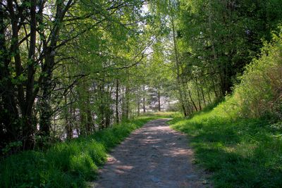 Narrow pathway along trees