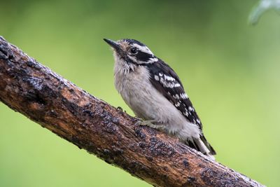 Close-up of bird perching on tree