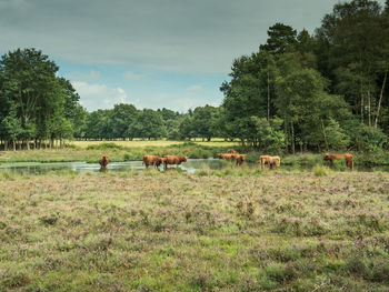 Cows grazing on field against sky