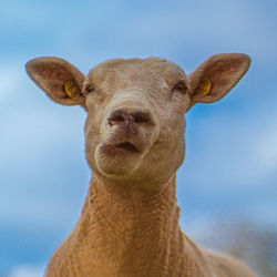 Close-up portrait of a horse against the sky