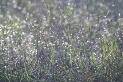 Close-up of flowering plants on field