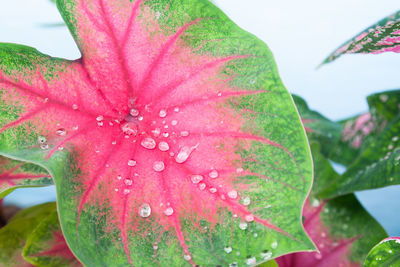 Close-up of wet pink leaves
