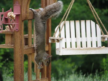 Squirrel hanging on wood