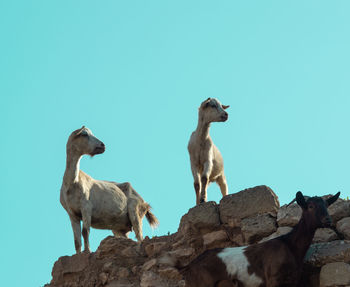 Pair of wild goats in agadir low level with blue sky background 