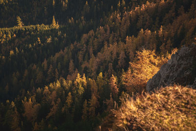 High angle view of trees in forest during autumn