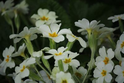 Close-up of white flowers