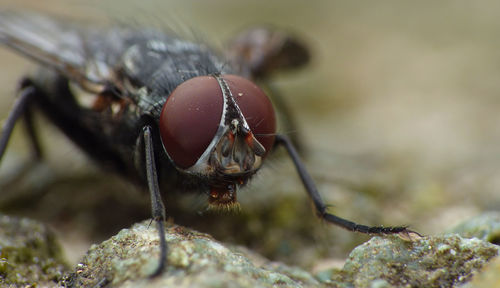 Close-up of insect on rock