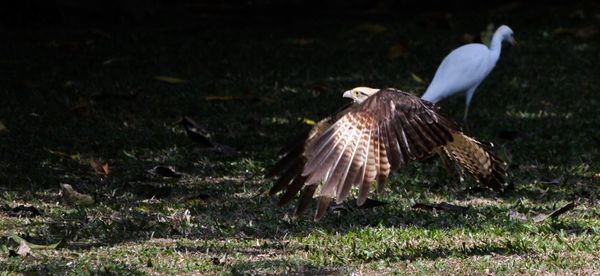 Close-up of eagle flying over field