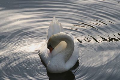 Swan swimming in lake