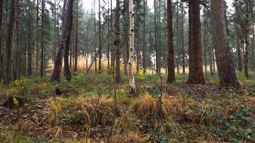 Pine trees in forest