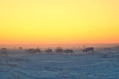 Winter freezing cold deer