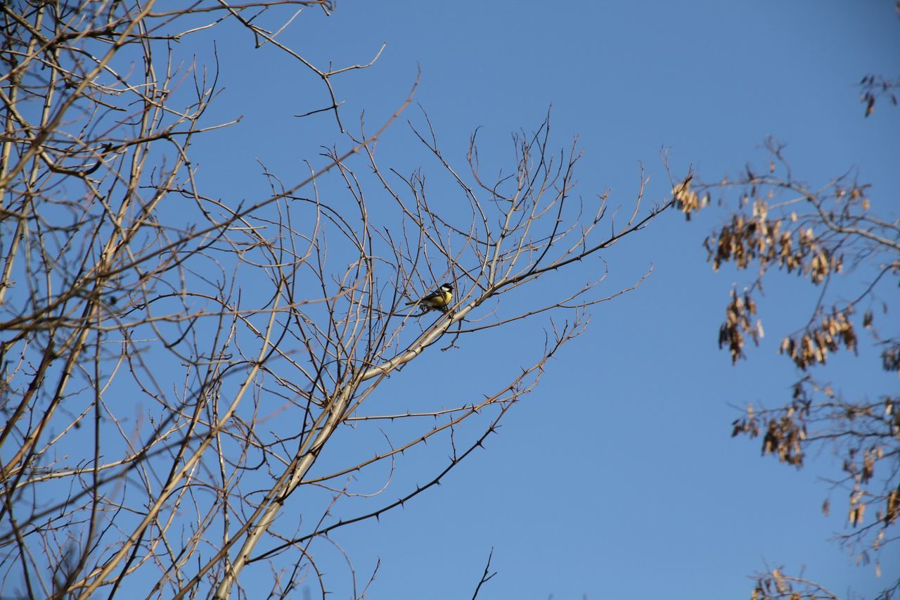 branch, clear sky, low angle view, tree, blue, bare tree, nature, growth, beauty in nature, tranquility, sky, day, outdoors, copy space, no people, twig, high section, scenics, sunlight, leaf