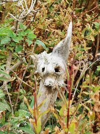 Close-up of animal skull on field