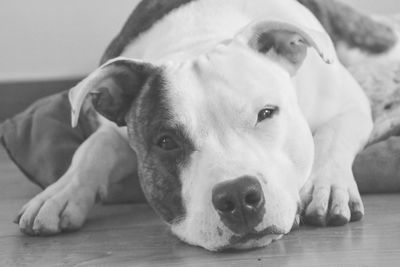 Close-up of dog resting