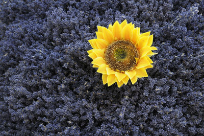 Close-up of yellow sunflower