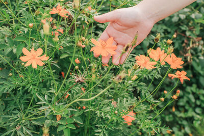 Midsection of person holding flowering plants