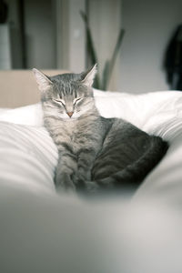 Cat sleeping on bed