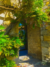 Trees and plants