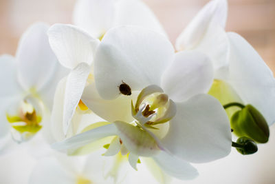 Close-up of white flowers