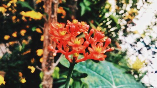 Close-up of flowers blooming outdoors