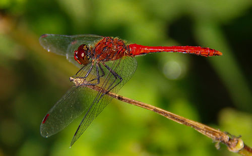 Close-up of insect on leaf