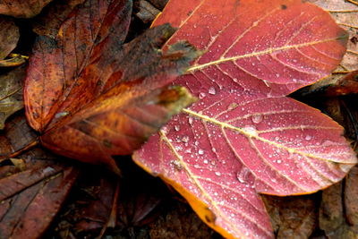 Close-up of wet maple leaves during autumn