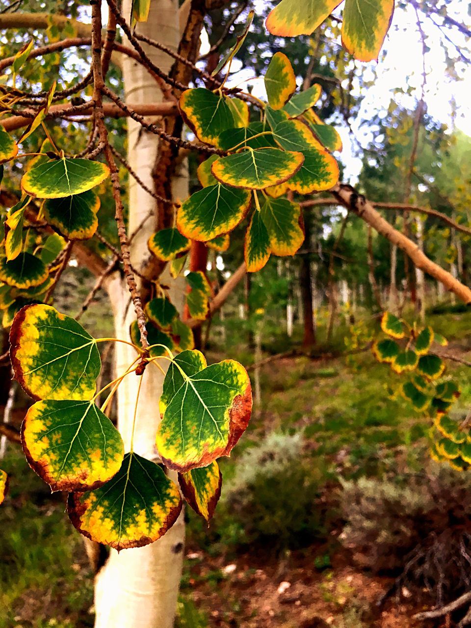 leaf, growth, nature, outdoors, plant, day, tree, branch, close-up, beauty in nature, human body part, freshness, human hand, people