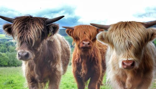 Highland cattle calves on field