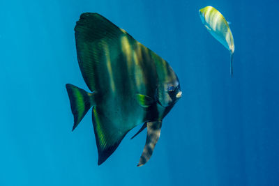 Close-up of fish in sea