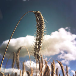 Low angle view of stalks against sky