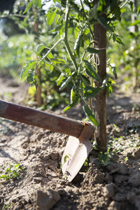 Close-up of plant growing on field