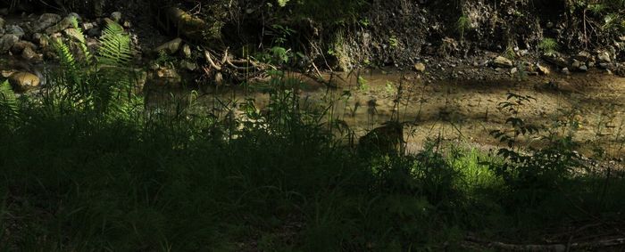 Scenic view of forest