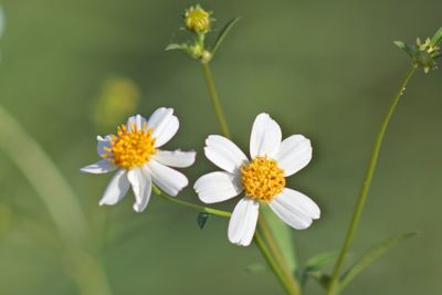 Close-up of white flowering plant