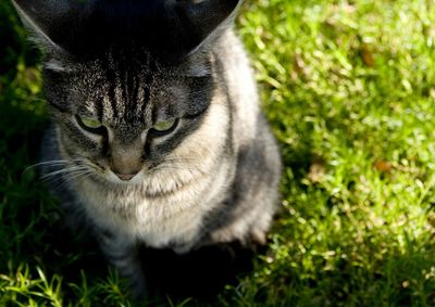 Close-up portrait of cat