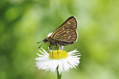 Close-up of butterfly pollinating on flower