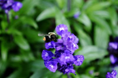 Close-up of bee on purple flower