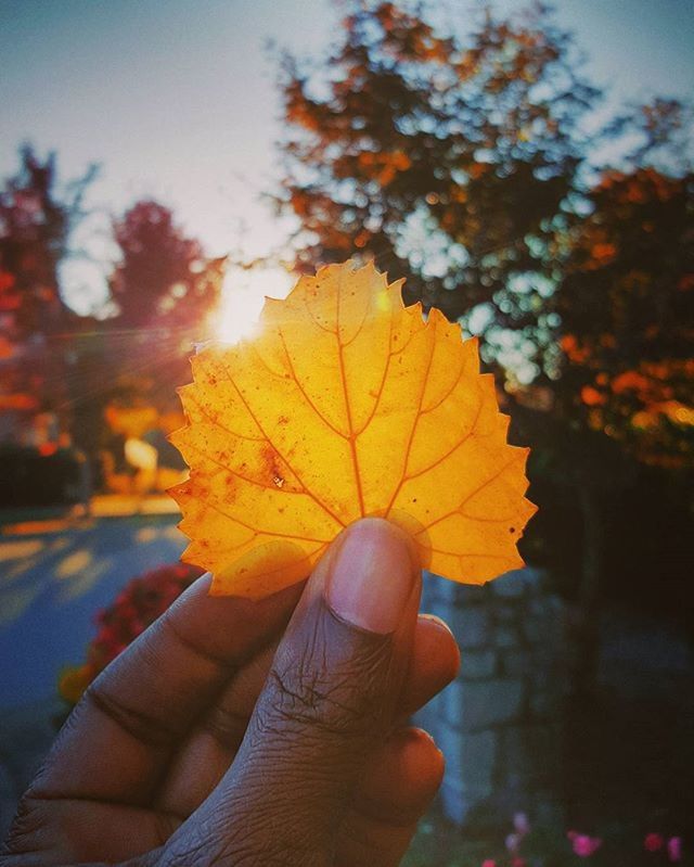 person, holding, part of, cropped, human finger, focus on foreground, unrecognizable person, personal perspective, autumn, close-up, change, orange color, leaf, season, yellow, lifestyles, leaf vein