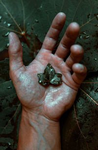 Cropped hand holding wet leaves