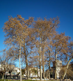 Low angle view of trees against clear sky