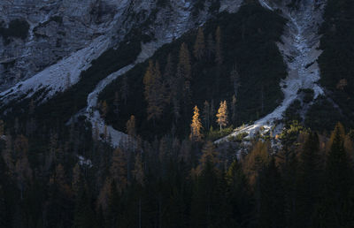 Pine trees in forest during winter