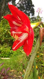 Close-up of red hibiscus blooming on field