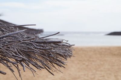 Close-up of beach against the sky