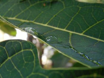 Close-up of water drops on leaf