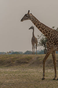 Giraffe standing on field against sky