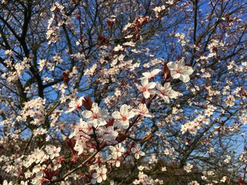 Low angle view of cherry blossoms against sky