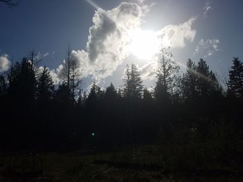 View of pine trees in forest against sky