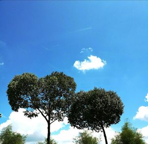 Low angle view of silhouette trees against blue sky