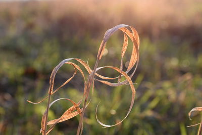 Close-up of fresh green leaf