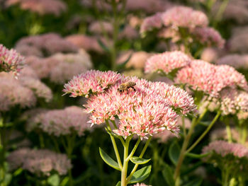 Close-up of honey bee pollinating on pink flowers